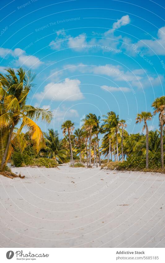 Tropical beach paradise in Miami, Florida miami florida palm tree sand tropical blue sky usa coastline scenic travel destination nature landscape summer