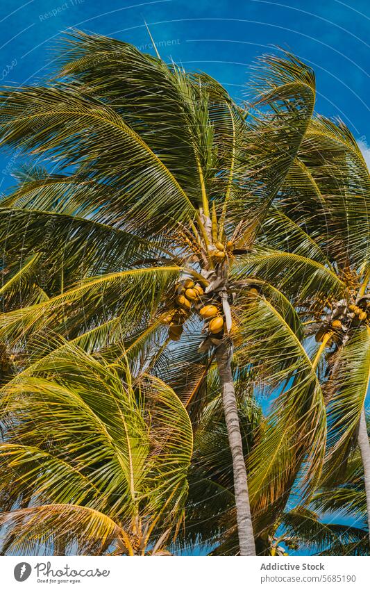 Coconut palm trees swaying under the sunny Miami sky coconut blue tropical miami florida nature scenic outdoor foliage frond coconut tree natural beauty serene
