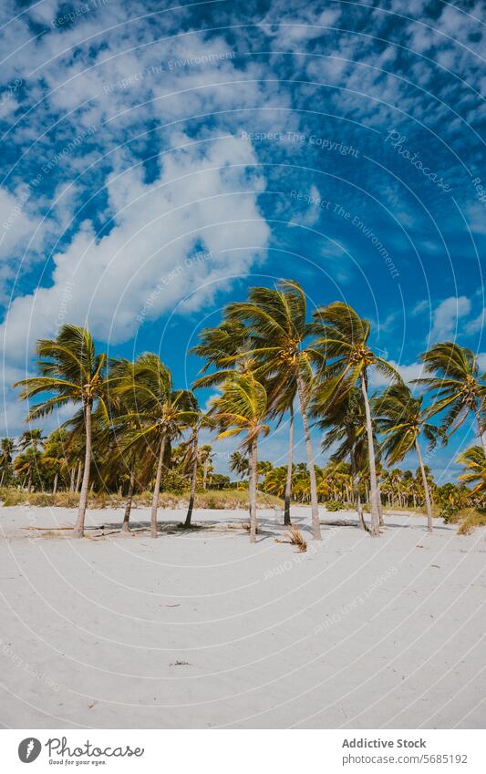 Palm Trees and Blue Skies at Miami Beach miami florida usa tropical beach blue sky lush vibrant sand coastal scenery travel destination vacation summer cloud