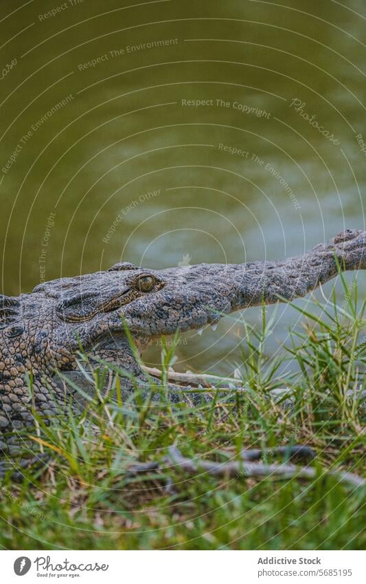Close-up of an American alligator in Miami, Florida close-up eye scale reptile wildlife natural habitat miami florida usa detail nature outdoors
