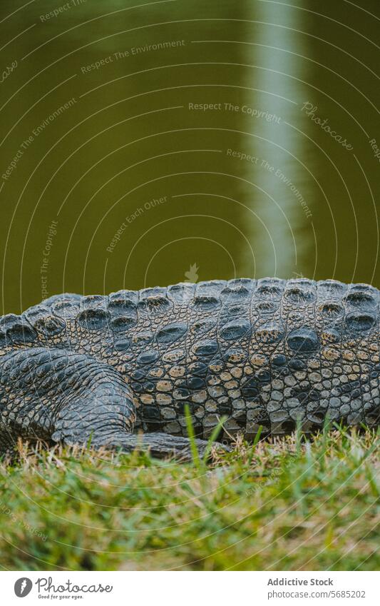 American alligator basking in Miami, Florida american reptile miami florida usa scales texture close-up wildlife animal marsh swamp wetland nature outdoors