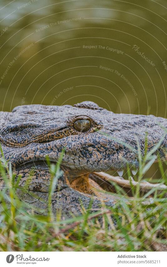 Close-up of an American alligator in Miami, Florida close-up eye scale reptile wildlife natural habitat miami florida usa detail nature outdoors