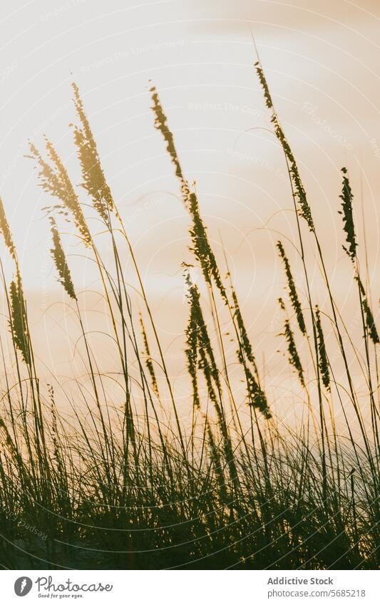 Serene coastal grasses at sunset in Miami, Florida sea oats miami florida usa tranquil landscape gentle sway tall grass beauty serene nature outdoors dusk