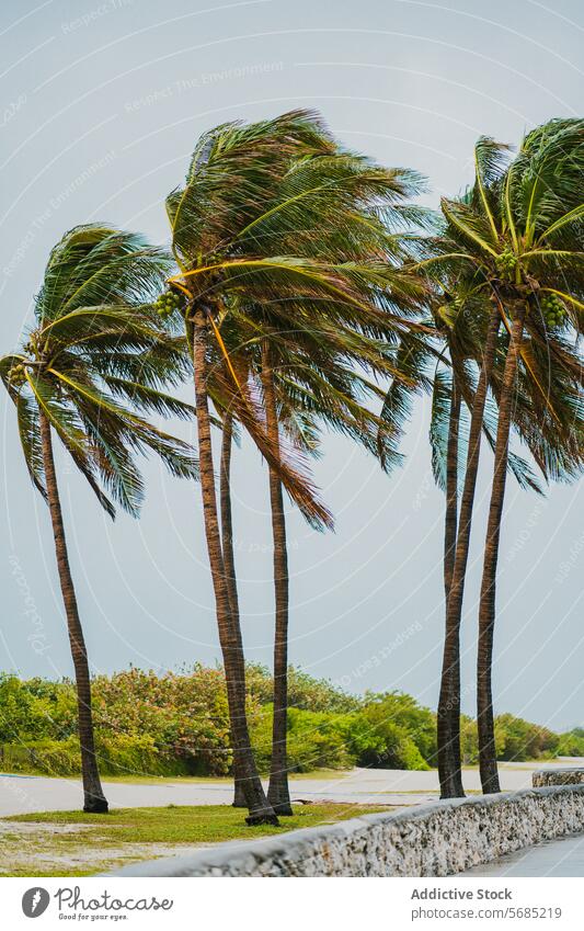 Wind-swept palm trees lining a path in Miami, Florida miami florida usa tropical breeze scenic warm essence tall sway nature outdoor landscape travel