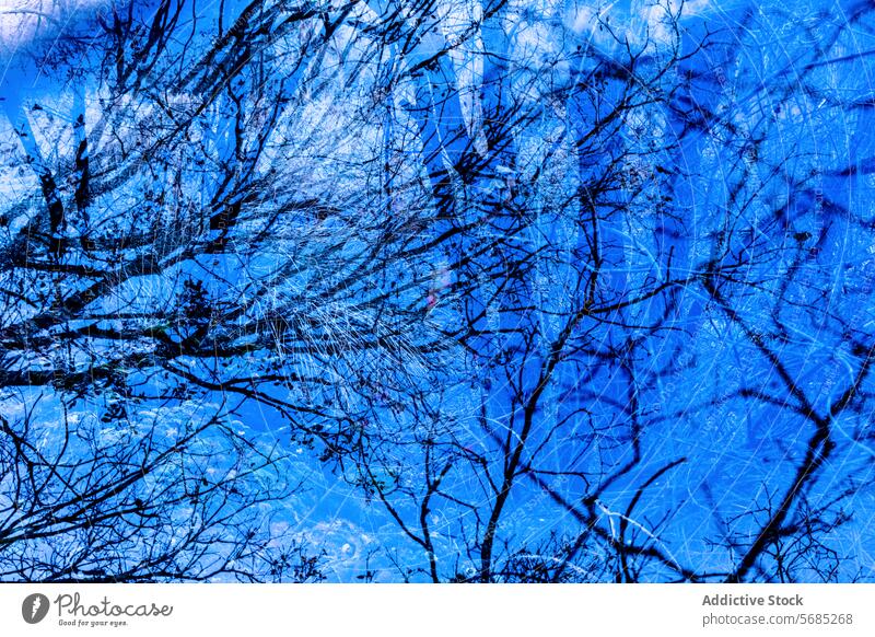 A complex overlay of bare tree branches in a cool blue tone, creating a textural and abstract winter scene cool tone art fine art nature landscape pattern