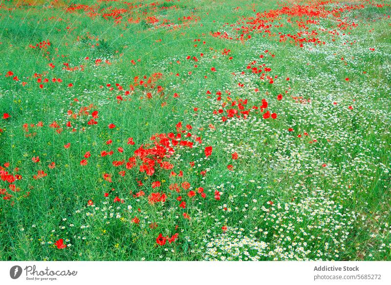 A vibrant field of red poppies and white daisies blooming amongst green grass, showcasing the natural beauty of a wildflower meadow poppy daisy floral spring