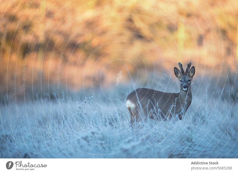 Roe deer standing in a frost-kissed field at dawn roe deer sunlight tranquil serene nature wildlife mammal outdoor morning cold winter golden hour environment