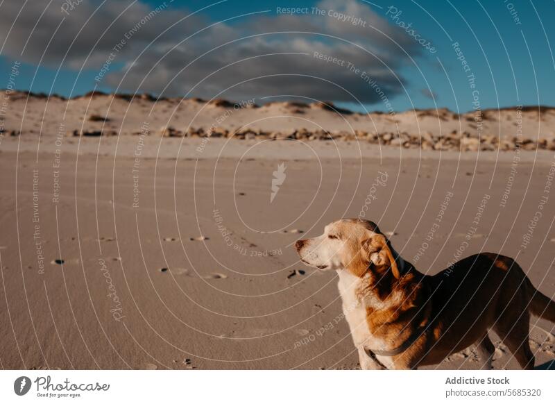 A contemplative dog stands on the sandy beach of Lariño, with footprints trailing behind and dunes under a clouded sky Galicia animal pet standing outdoor