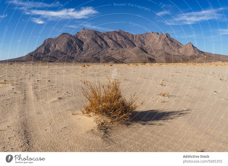 Vast desert landscape with a solitary shrub and mountain backdrop arid Mount Tazat nature wilderness blue sky range withered dry sandy terrain earth scenic