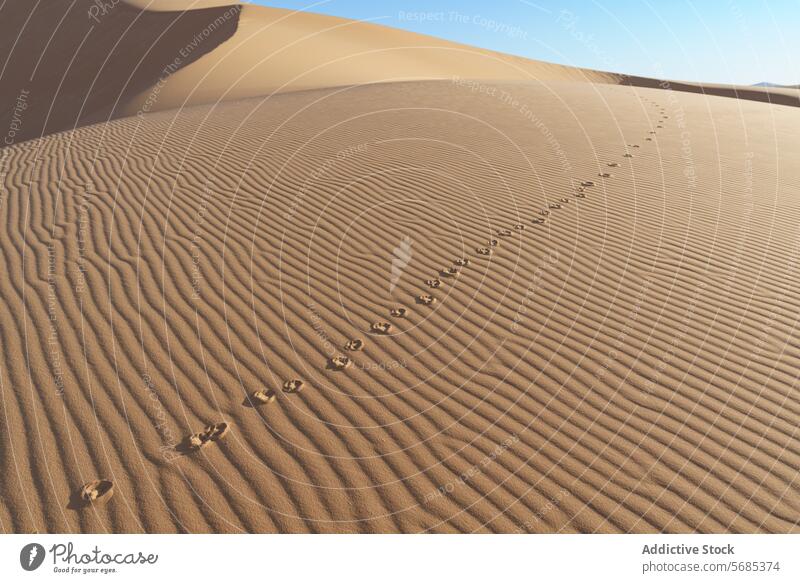 Animal Tracks on Rippled Desert Sand Dunes desert dunes sand animal tracks landscape nature pattern ripple wilderness arid dry outdoor sunny clear sky
