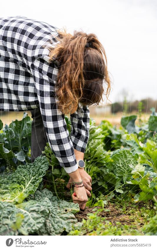 Farmer woman collecting celery in the field adult agriculture agronomist botany caucasian crop cultivation eco farmer farming farmland female food freshness