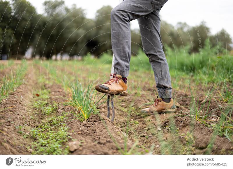 Farmer woman collecting young garlic with a pitchfork in the field adult agriculture agronomist botany caucasian crop cultivation eco farmer farming farmland