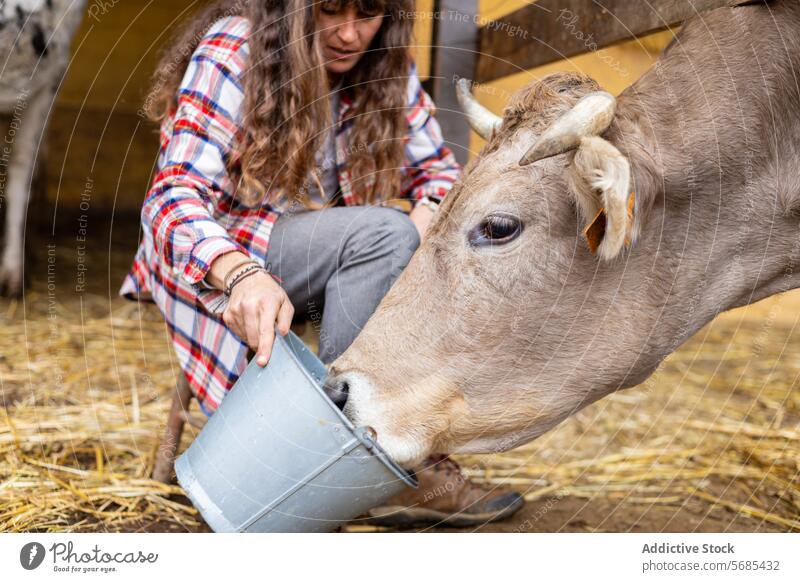 Happy farmer woman with a dairy cow on a rural farm adult agriculture animal barn brunette of the Pyrenees business calf care caress cattle caucasian cheerful