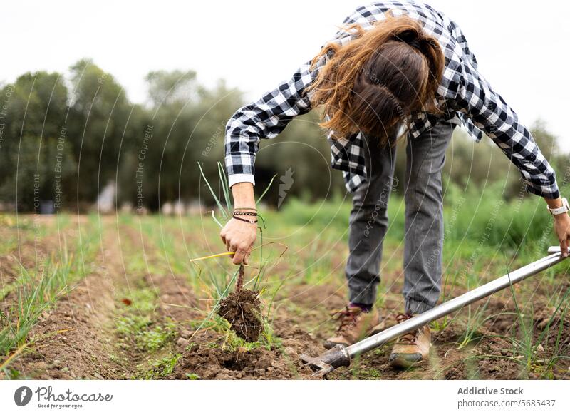 Farmer woman collecting young garlic with a pitchfork in the field adult agriculture agronomist botany caucasian crop cultivation eco farmer farming farmland