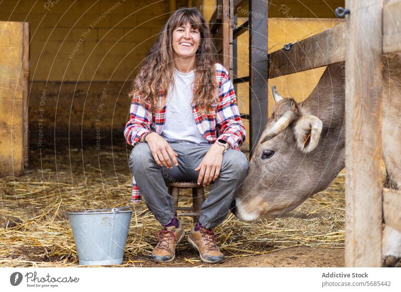 Happy farmer woman with a dairy cow on a rural farm adult agriculture animal barn brunette of the Pyrenees business calf care caress cattle caucasian cheerful