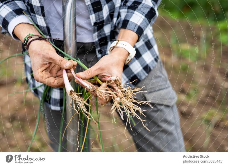 Farmer woman collecting young garlic in the field adult agriculture agronomist botany caucasian crop cultivation eco farmer farming farmland female food