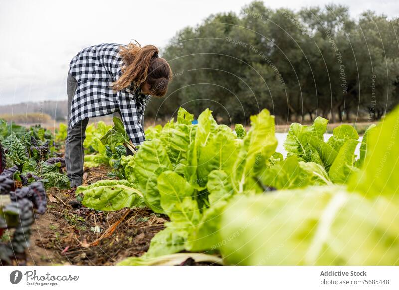 Farmer woman collecting chard in the field adult agriculture agronomist botany caucasian crop cultivation eco farmer farming farmland female food freshness
