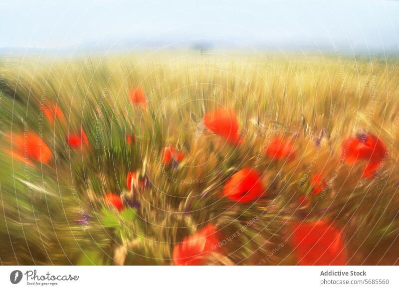 Abstract blurry field with red poppies and wheat abstract poppy golden vibrant artistic impressionistic effect movement dynamic nature summer rural landscape