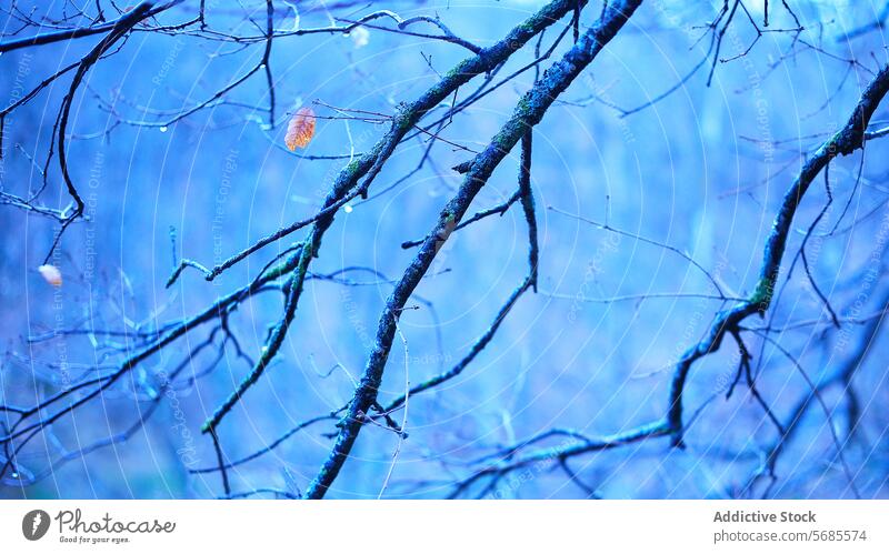 Serene blue background with abstract branch network tranquil scene serene nature pattern texture tree twig sky calm wallpaper natural environment peaceful