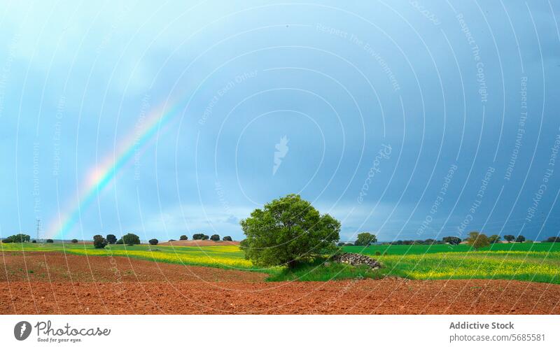 Rainbow over lush fields and a solitary tree rainbow sky nature landscape green vibrant arch verdant dramatic foreground agriculture rural scenic beauty natural