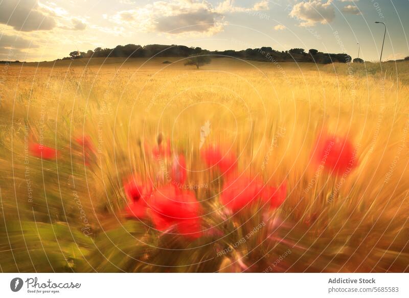 Golden wheat field with red poppies at sunset poppy golden sky hazy vibrant blooming swaying nature scenery landscape agriculture farming rural country summer