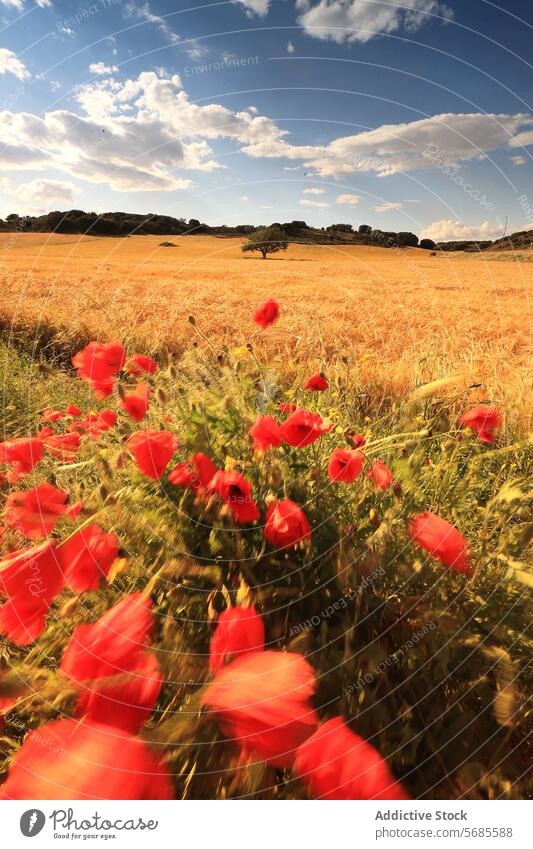 Summer breeze in a poppy-fringed wheat field summer sky cloud vibrant red golden nature landscape bloom floral rural agriculture farm sunshine scenic beauty