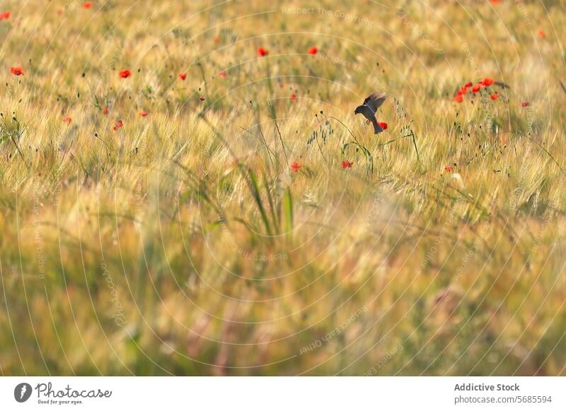 Black redstart flying over a wild meadow with poppies black redstart bird flight poppy grass nature outdoor wildlife summer field grassland wing sunlight