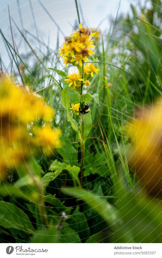 Bumblebee on Yellow Wildflowers in Lush Meadow bumblebee yellow pollen wildflower meadow foliage green insect nature pollinator botanical bloom nectar natural