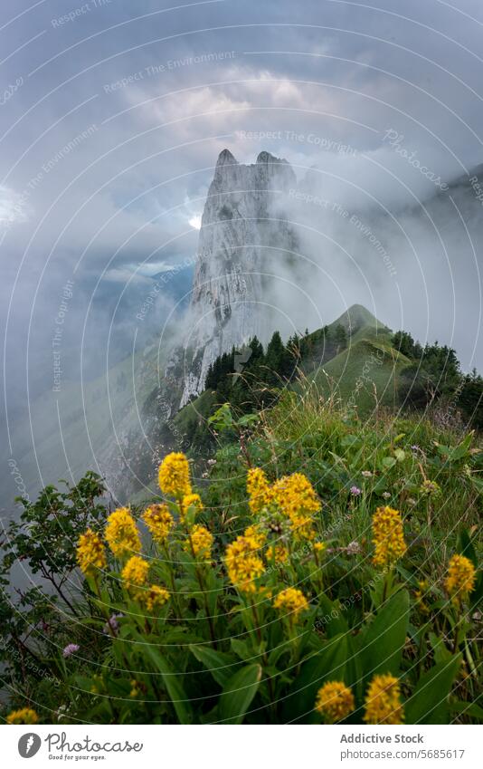 Majestic mountain peak shrouded in mist fog appenzell switzerland rock formation wildflower yellow greenery nature dramatic towering vibrant landscape outdoor