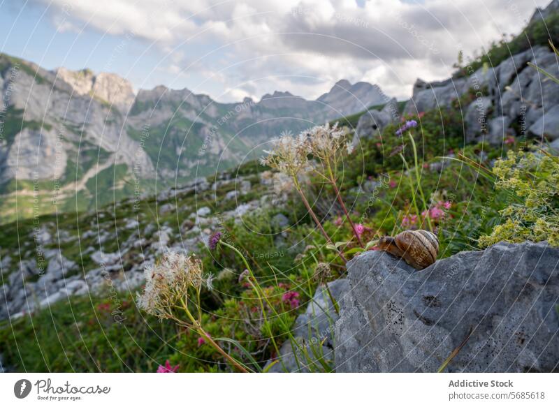 Snail and Wildflowers in the Appenzell Mountains snail rock wildflower mountain appenzell dusk nature close-up flora fauna wildlife outdoor swiss alps meadow