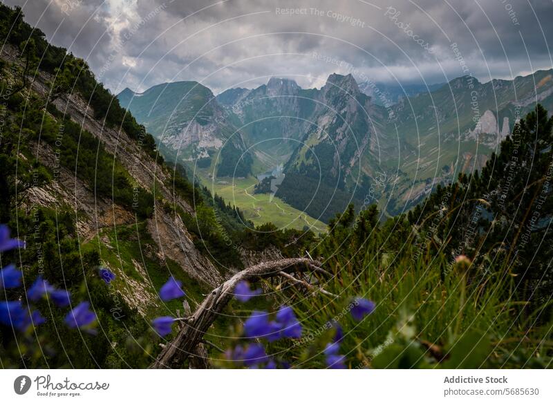 Dramatic Alpine Valley with Wildflowers Overlook alpine valley wildflowers peaks moody lush green dramatic nature landscape switzerland appenzell outdoors