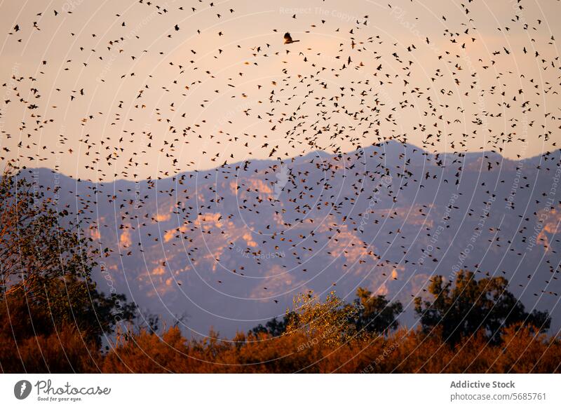 Birds in flight at sunset with mountain backdrop bird silhouette nature sky warm hue setting scene countless wildlife murmuration outdoors natural beauty dusk