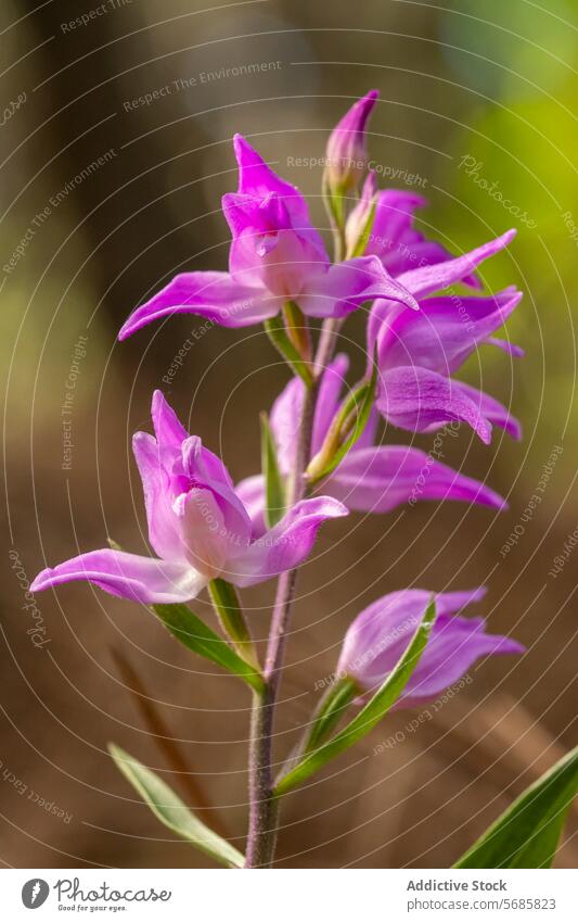 Vibrant Orchis Langei Flowers in Natural Habitat orchis langei flower bloom purple petals natural habitat vibrant wild flora nature plant botanical spring