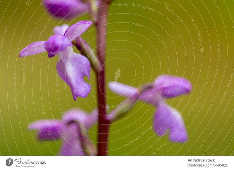 Close-up of Orchis langei in natural habitat orchis langei close-up purple flower bloom orchid blurred background green delicate structure flora botanical plant