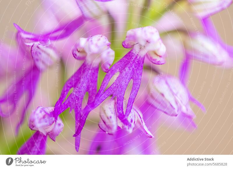 Vibrant Orchis Langei in Close-Up View orchis langei flower close-up purple white bloom botanical plant flora orchid wildflower nature detail vibrant spring
