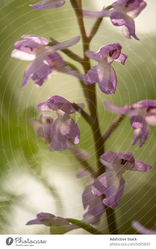 Delicate Orchis Langei Blooms in Natural Light orchis langei close-up purple petal natural light bloom flowering plant flora orchid soft focus bokeh spring