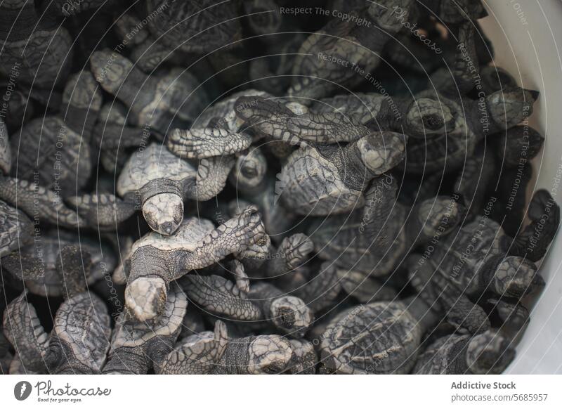 Hatchling green sea turtles clumped together hatchling newborn wildlife conservation nature marine baby animal group survival journey beginning reptile