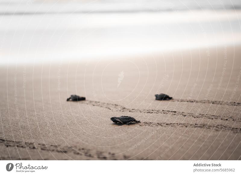 Baby green turtles journeying to the sea chelonia mydas baby turtle hatchling beach ocean sand wildlife conservation nature vulnerable species marine life