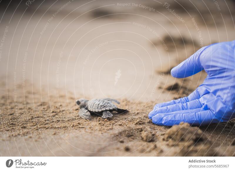 Green Sea Turtle Hatchling Guided to Sea by anonymous person's hand turtle hatchling sea conservation guidance human hand gloved beach sand wildlife marine