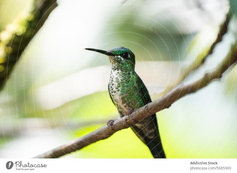 Green hummingbird perched on a branch in natural habitat green iridescent feather wildlife nature forest environment twig soft light shimmer variety colibrí