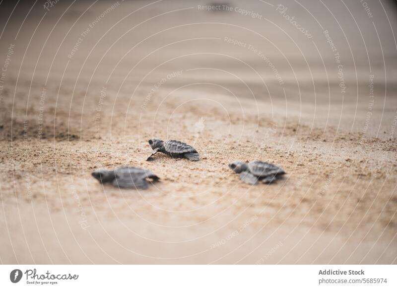 Baby green sea turtles journeying to the ocean hatchling wildlife nature beach sand close-up baby animal sea life conservation endangered species reptile marine