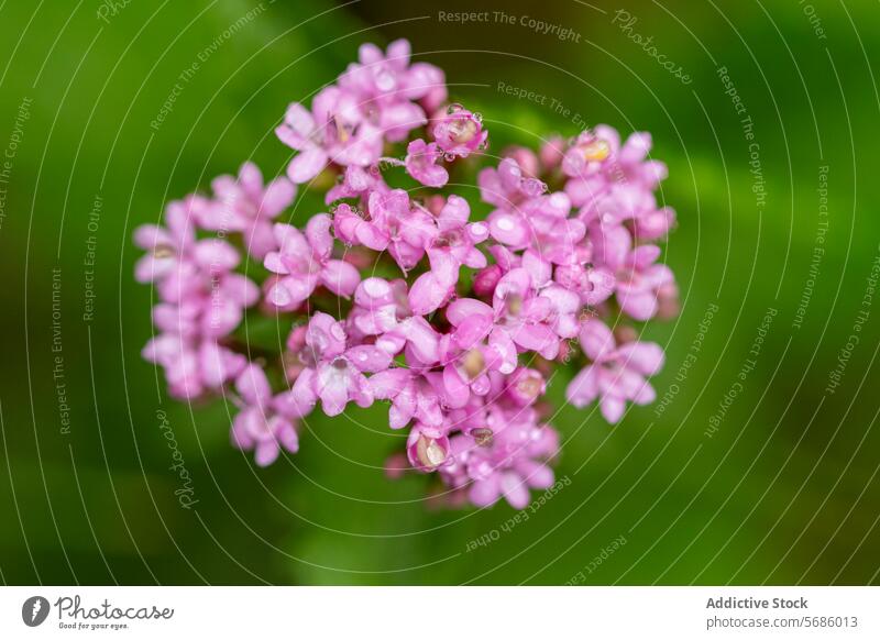 Dew-kissed pink blossoms verbena bonariensis on a green backdrop flower nature close-up vervain water droplet blurred background floral petal macro plant beauty