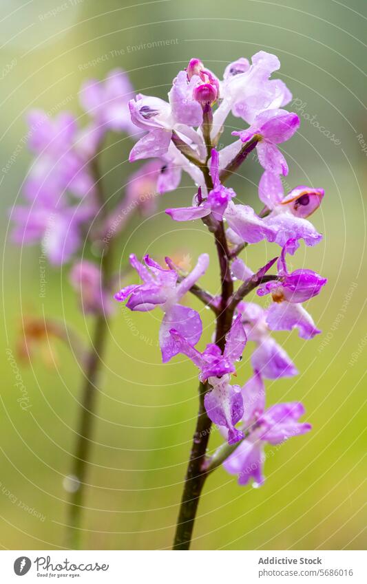 Orchis langei blooming in natural habitat orchid orchis langei flower purple plant nature flora botanical spring cluster wildflower vegetation close-up macro