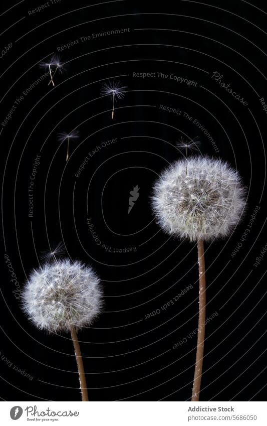 Two dandelions with seeds dispersing against a dark background Dandelion flight dispersal black background nature macro close-up plant delicate detail flora