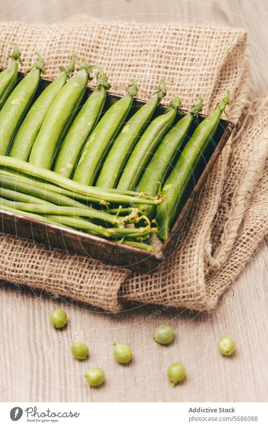 Fresh green peas in a rustic tray on wooden background fresh hessian fabric scattered bunch metal surface healthy pod vegetable organic raw food agriculture