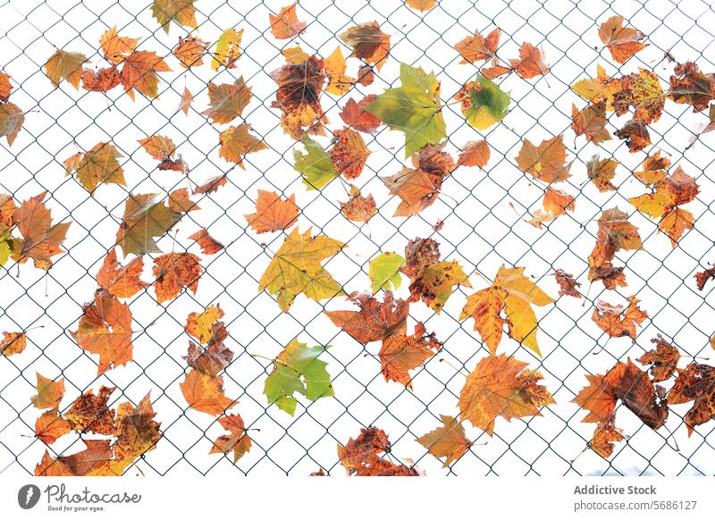 Autumn leaves trapped on a wire mesh fence against a white background leaf maple fall foliage nature seasonal pattern orange yellow brown barrier grid outdoor