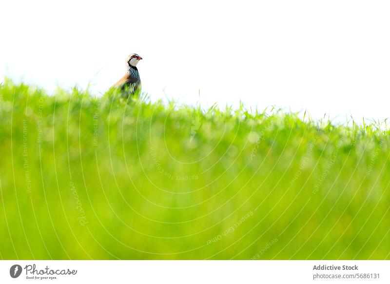 A partridge peeks above the lush green grass in a bright, minimalistic setting Partridge bird wildlife nature field meadow outdoor spring camouflage hidden