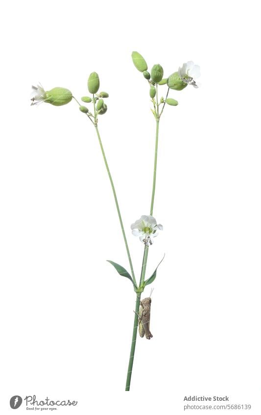 White dictamo plant with a visiting insect on white background white dictamo flower isolated delicate minimalistic aesthetic bloom bud green leaves nature