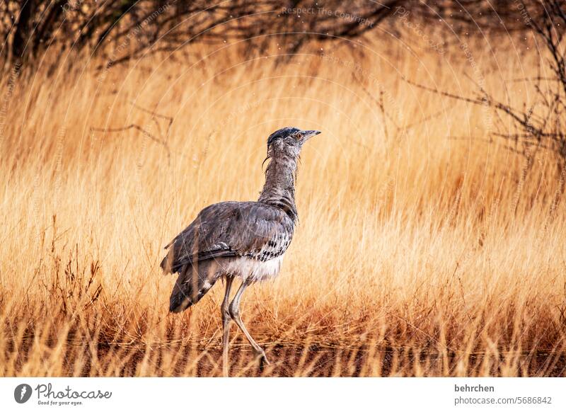 r like ... | giant bustard Grand piano feathers Bird Wild Africa Namibia Far-off places Wanderlust Freedom Nature Adventure Landscape especially