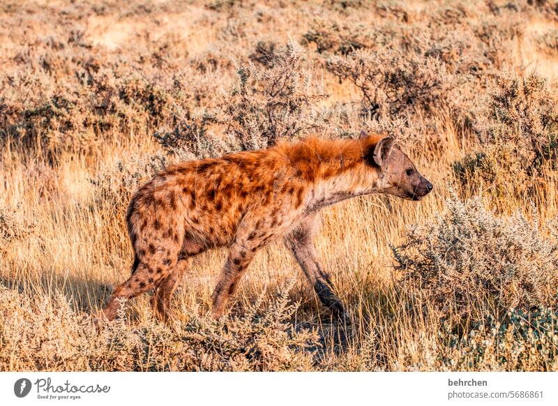 On the lookout Hideous ugly five Scavenger spotted hyena observantly Hyaena Observe Animal protection Love of animals Wild animal Wilderness Exceptional Safari